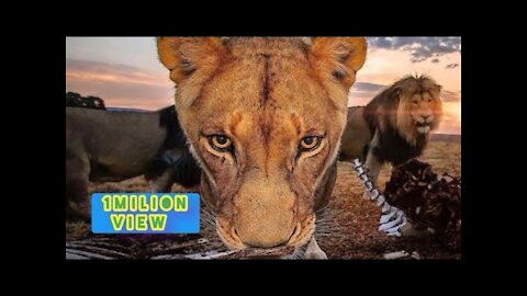 a New funny video of two lion animals