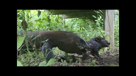 New: Komodo Dragons Catch and Swallow Wild Boars Alive