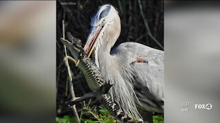 Bird catches gator