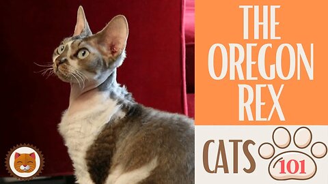 🐱 Cats 101 🐱 OREGON REX CAT - Top Cat Facts about the OREGON REX