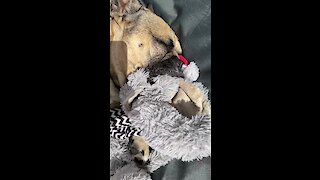 Frenchie Soothes Himself To Sleep With Comfort Teddy