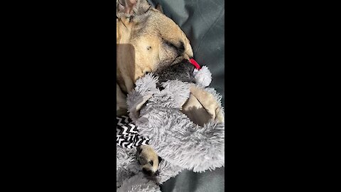 Frenchie Soothes Himself To Sleep With Comfort Teddy
