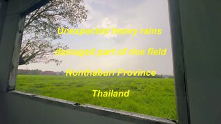 Unexpected heavy rains damaged part of rice field in Thailand