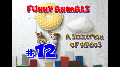 Funny animals / A selection of videos #12