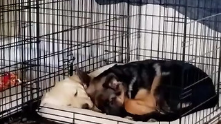 Watch These Puppies Preciously Cuddle Each Other For Nap Time