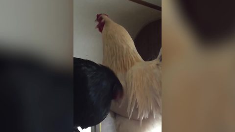 Hilarious Roosters Crow At Each Other
