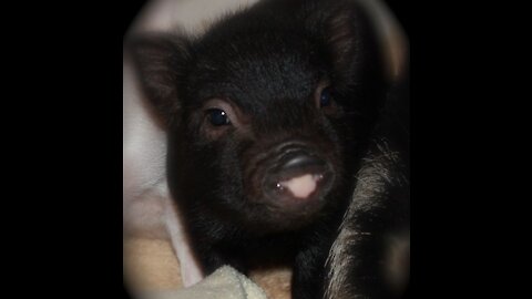 Cutest Little Pig- Try not to smile!! (HARD)