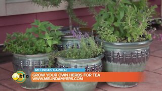Melinda’s Garden Moment - Grow your own herbs for tea