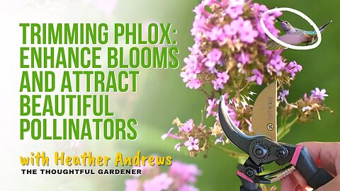 Trimming Phlox: Enhance Blooms and Attract Beautiful Pollinators