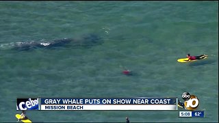Gray whale puts on show near coast