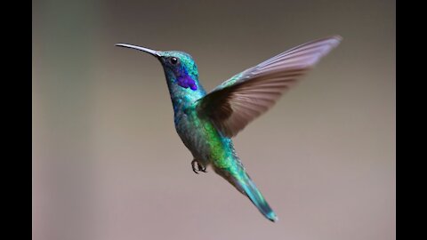 humming birds, hummingbird species, nature, hummingbird flying,feeding, hummingbird fly,