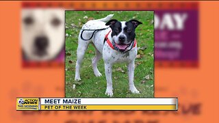 Meet Maize: Pet of the Week 5/13/2020