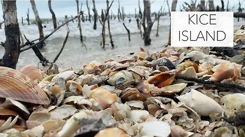 Exploring an island of seashells. Bucket list shells and fabulous ocean treasures!