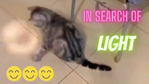 In Search of Light (Cats Series 1)