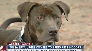 SPCA urges pet owners to bring animals inside