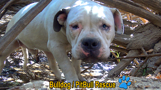Homeless Bulldog / Pit Bull living in the bushes gets rescued and then...
