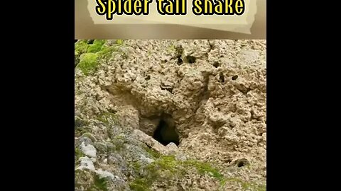 Spider tail snake. #shorts