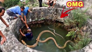 TOP 1 BEST VIDEO _ Skill Catch Poisonous Snakes Of Professional Hunters