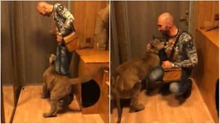 Man is warmly greeted by pet cougar