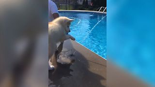 Pool Time Party Pup
