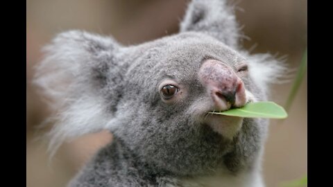 A very hungry Koala