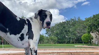 Funny Great Dane Slobbers Long Shoelaces While Squirrel Watching