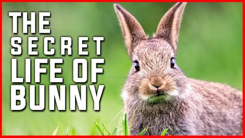 THE SECRET LIFE OF BUNNY | RABBIT | ANIMALS | NATURE