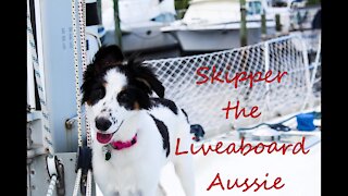 Skipper the Liveaboard Aussie