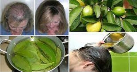 guava leaf tea: diabetes, hair loss, bronchitis, ulcer, prostate and more