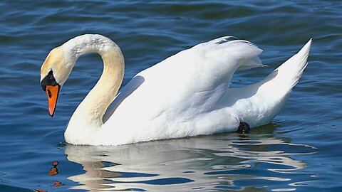Mute Swan Solo Swimming at Coastal Waters