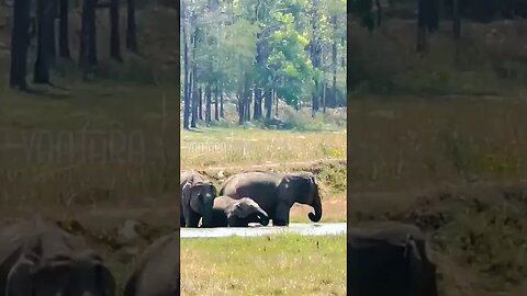 Elephants | View from Emarald Wild West Forest Resort Muthanga Wayanad | Wildlife | Yaathra | S #169
