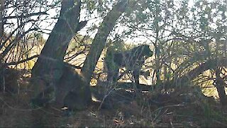 Young rescued baboons enjoying some free time in the wild