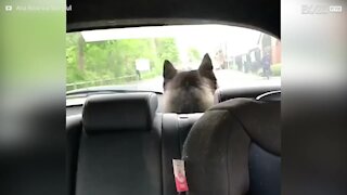 L'husky che adora cantare durante i viaggi in macchina