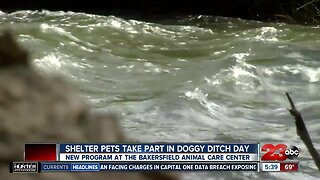 Bakersfield animal shelter offering Doggy Ditch Day program