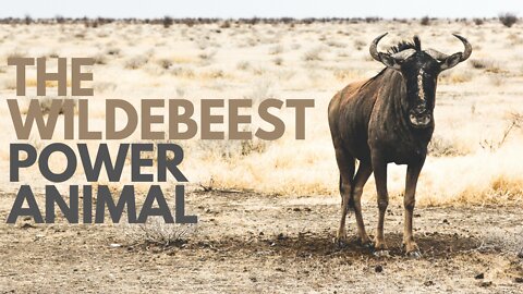 Wildebeest Power Animal