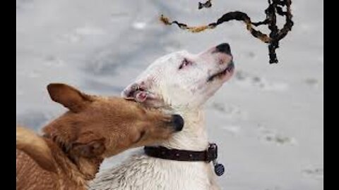 How to Stop My Dog from barking at other dogs when on leash.