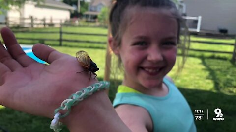 This Hamilton 9-year-old's cicada photo shoot is everything... and it's gone viral