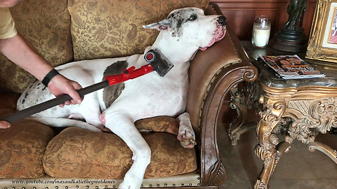 Deaf Great Dane loves to be vacuumed