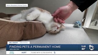 Pet of the week: Fern