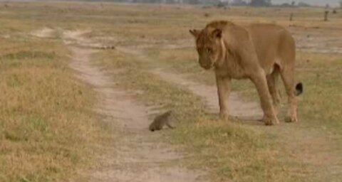 Lion and mongoose attack