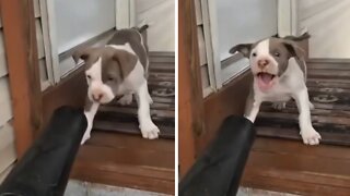 High-energy puppy loves playing with leaf blower