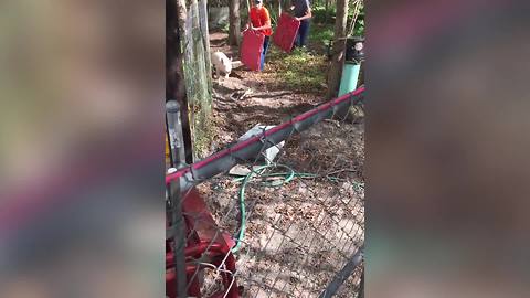 Two Teen Boys Try To Capture A Pig But Fail