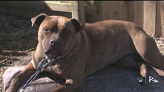 Program helping unchain dogs