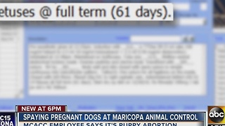 Maricopa County shelter begins spaying pregnant dogs