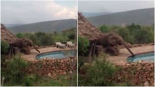 Un éléphant s'introduit dans un hôtel pour boire l'eau d'une piscine