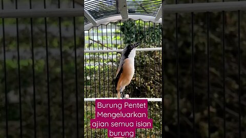 BURUNG PENTET/CENDET MENGELUARKAN ISIAN SUARA BURUNG KICAU