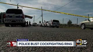 Police bust cockfighting ring in south Phoenix