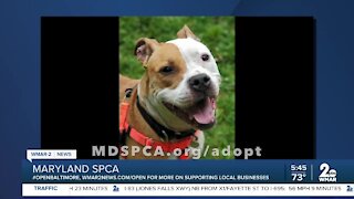 Queenie the dog is up for adoption at the Maryland SPCA