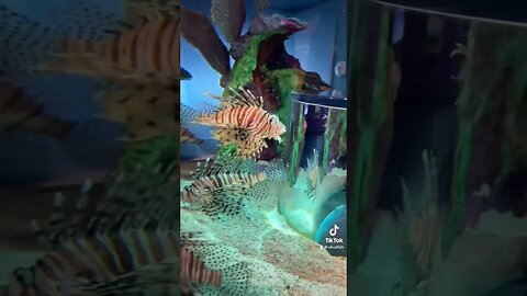 Inside a Lion fish aquarium!