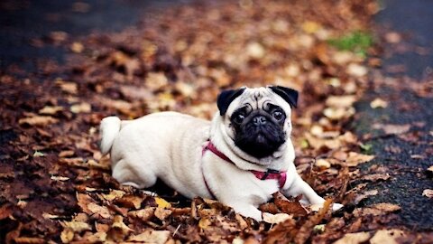 Pugs Are Unique, Cute and Simply Awesome.